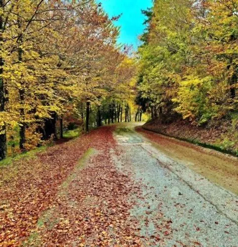 House Casini Di Corte 木屋 *